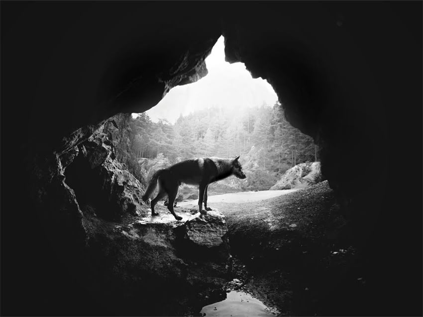 图片 小猫毛发稀疏正常吗？稀疏原因及科学护理指南2.jpg