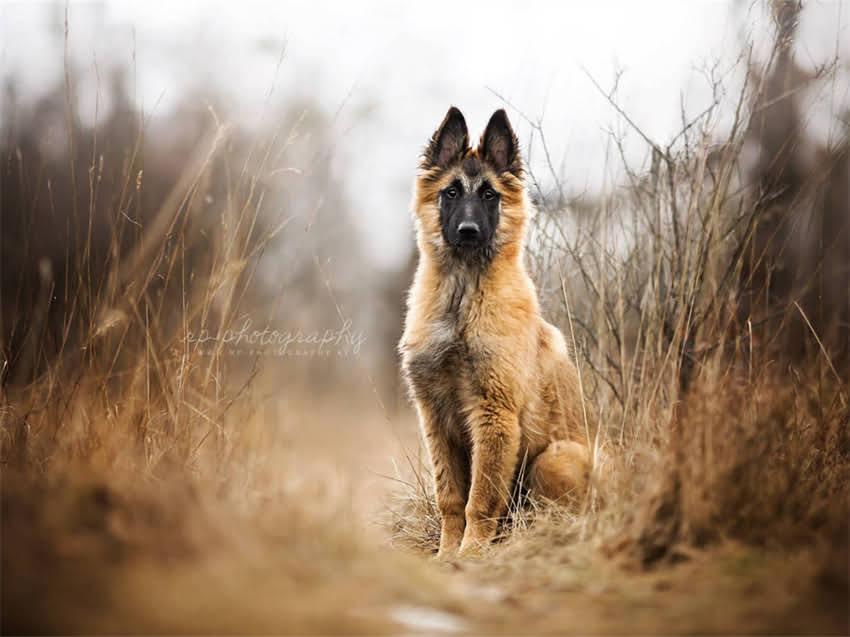 图片 小猫泡猫粮的正确方法｜新手必看！幼猫泡粮教程+常见错误避坑指南1.jpg