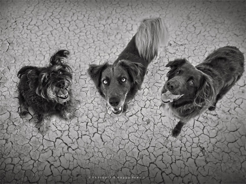 图片 小猫泡猫粮的正确方法｜新手必看！幼猫泡粮教程+常见错误避坑指南2.jpg