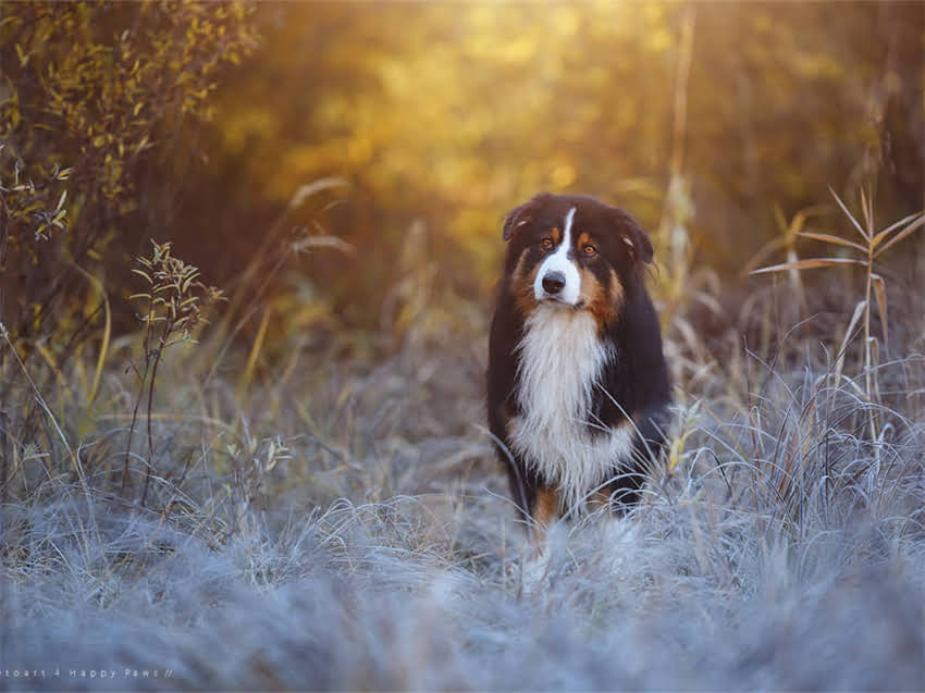 图片 小猫眼睛一大一小怎么办？幼猫眼距不对称的7大原因及应对指南.jpg