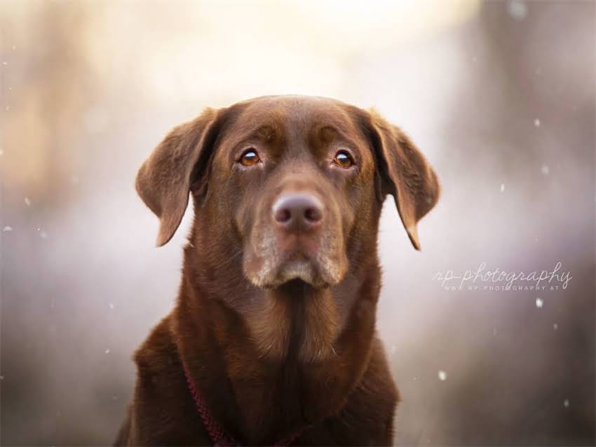 图片 小猫第一次体内驱虫全攻略：5大注意事项+3步操作指南（附品牌推荐）.jpg