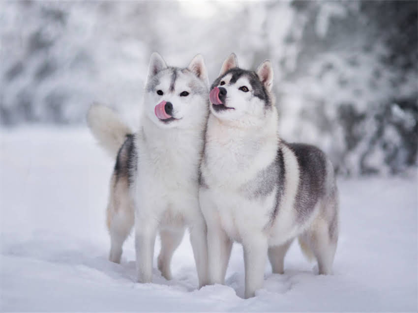 图片 小猫第一次体内驱虫全攻略：5大注意事项+3步操作指南（附品牌推荐）1.jpg