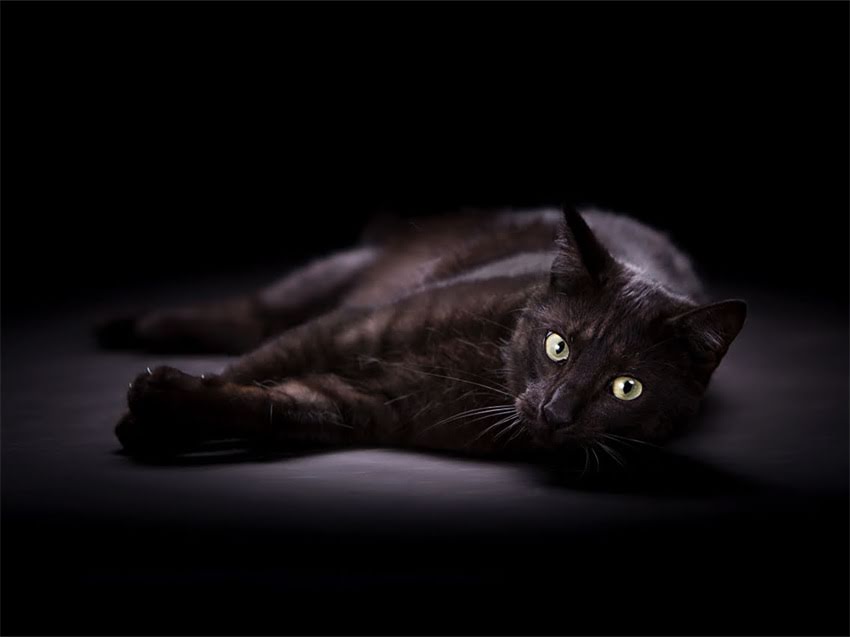 图片 小猫能吃生鸡蛋吗？营养与风险全，宠物主人必看！.jpg