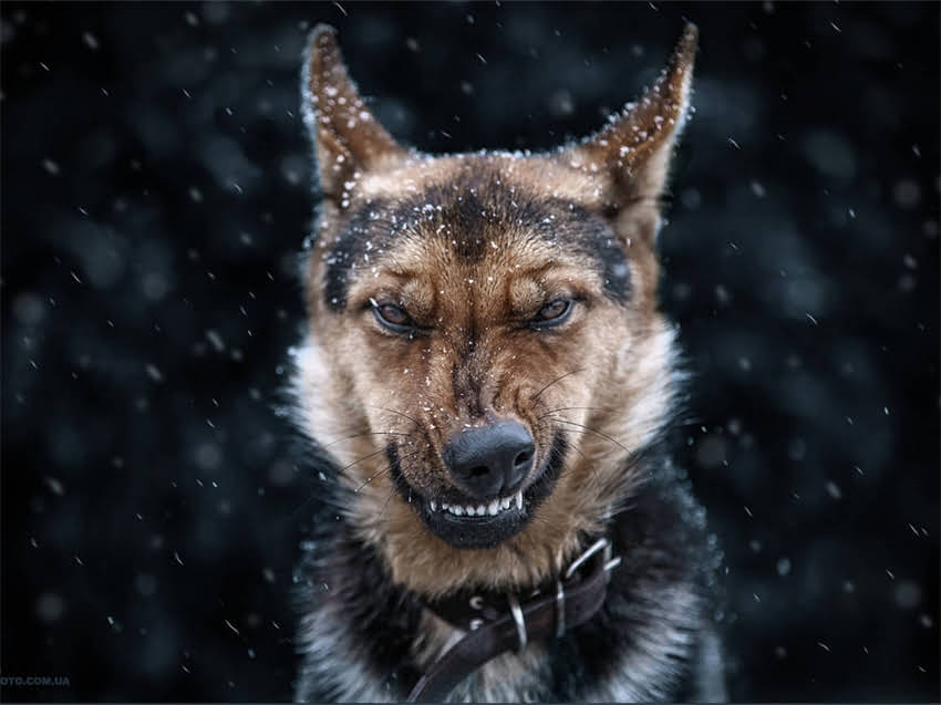 图片 小猫能吃生鸡蛋吗？营养与风险全，宠物主人必看！1.jpg