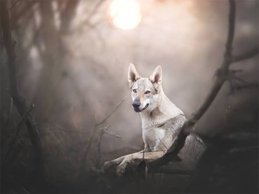 图片 小猫脊椎受伤怎么办？专业护理指南与家庭自救方法，兽医详解3大关键步骤.jpg