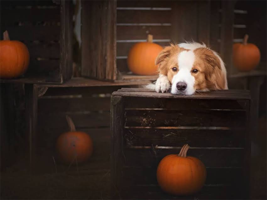 图片 小猫脊椎受伤怎么办？专业护理指南与家庭自救方法，兽医详解3大关键步骤1.jpg