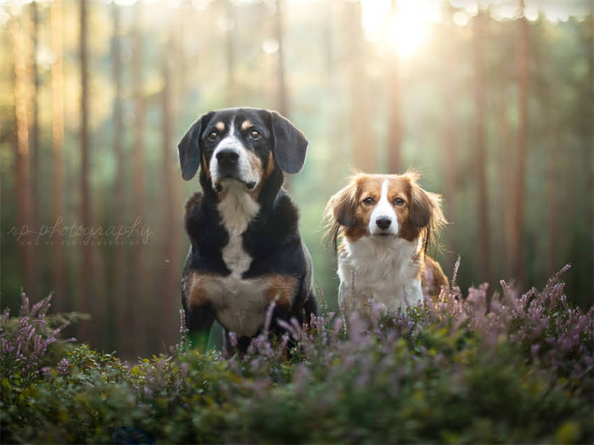 图片 小猫脊椎受伤怎么办？专业护理指南与家庭自救方法，兽医详解3大关键步骤2.jpg
