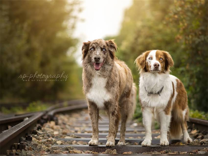 图片 小猫自主驱虫5种有效方法：幼猫到成猫全指南，附用药注意事项.jpg