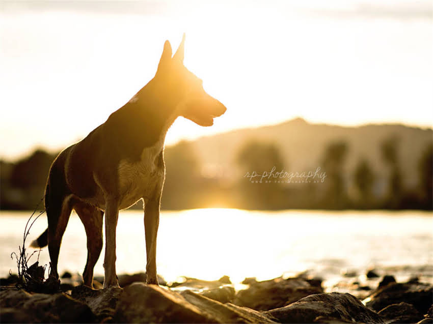 图片 小猫自主驱虫5种有效方法：幼猫到成猫全指南，附用药注意事项2.jpg