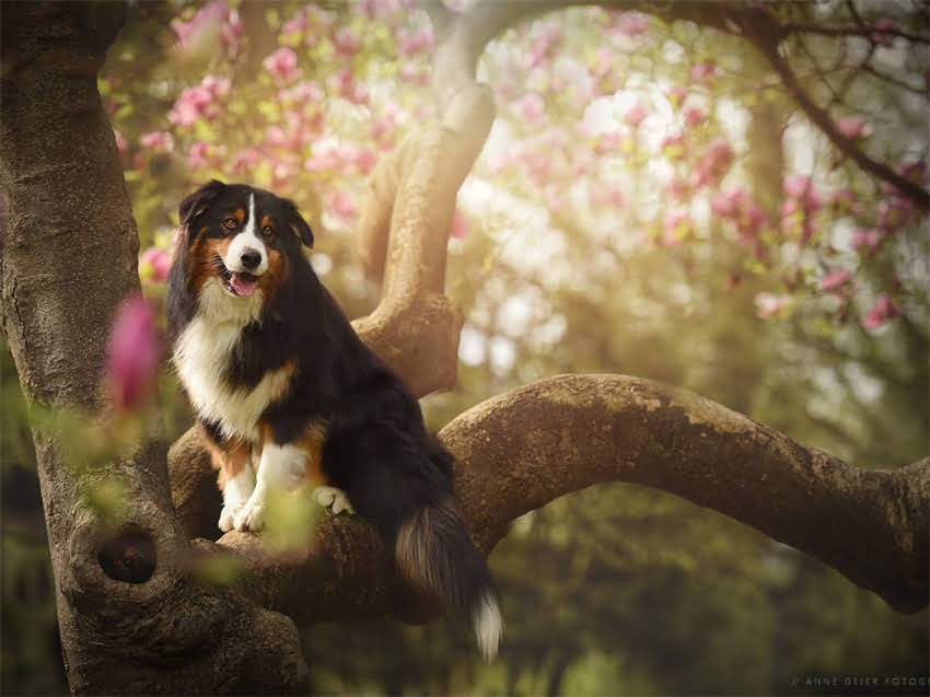 图片 小猫跳蚤大作战：3大科学方法+日常预防全攻略（附产品推荐）.jpg