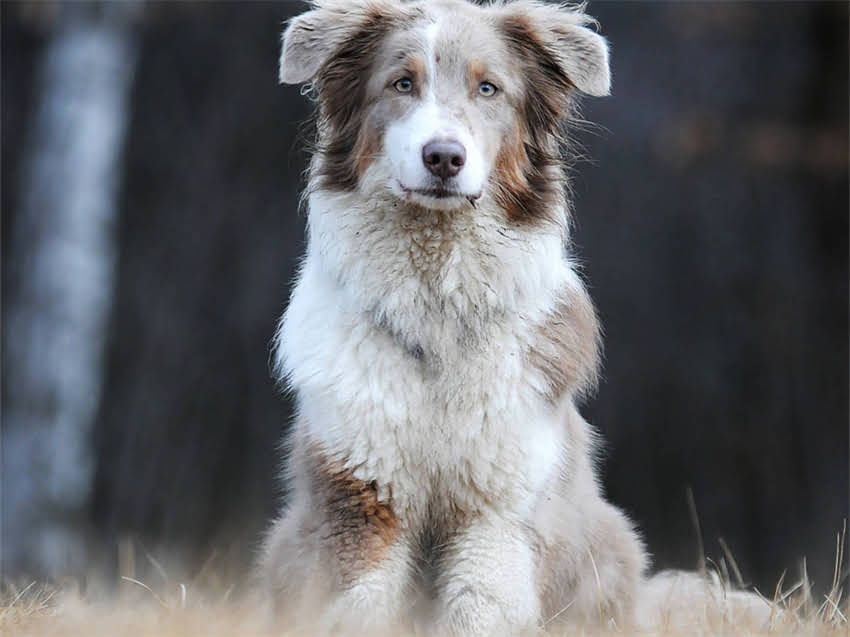 图片 小猫跳蚤大作战：3大科学方法+日常预防全攻略（附产品推荐）1.jpg