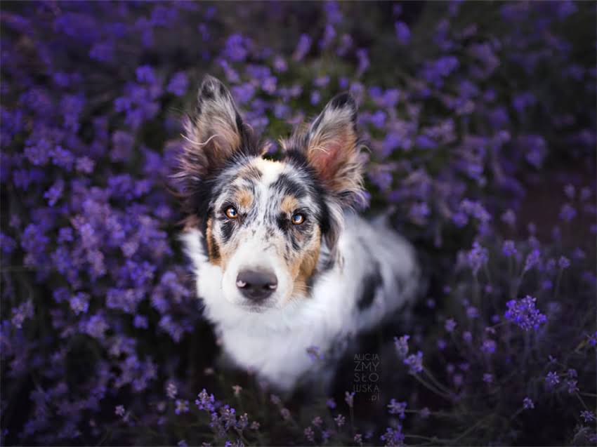 图片 小猫跳蚤大作战：3大科学方法+日常预防全攻略（附产品推荐）2.jpg
