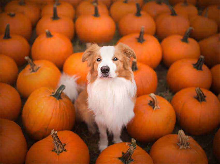 图片 小猫身上的黑色东西是什么？常见原因及科学处理指南.jpg