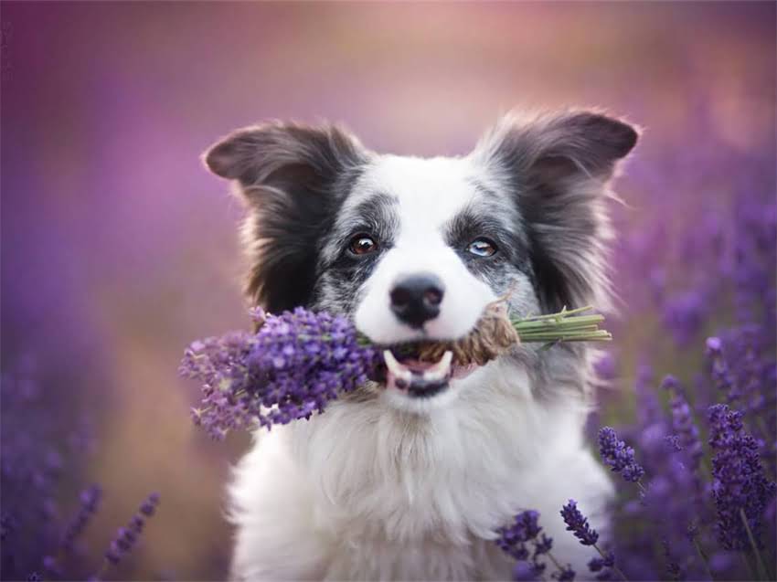 图片 小猫过敏引发打喷嚏怎么办？5大科学应对策略+家庭护理指南（附过敏原检测方法）1.jpg