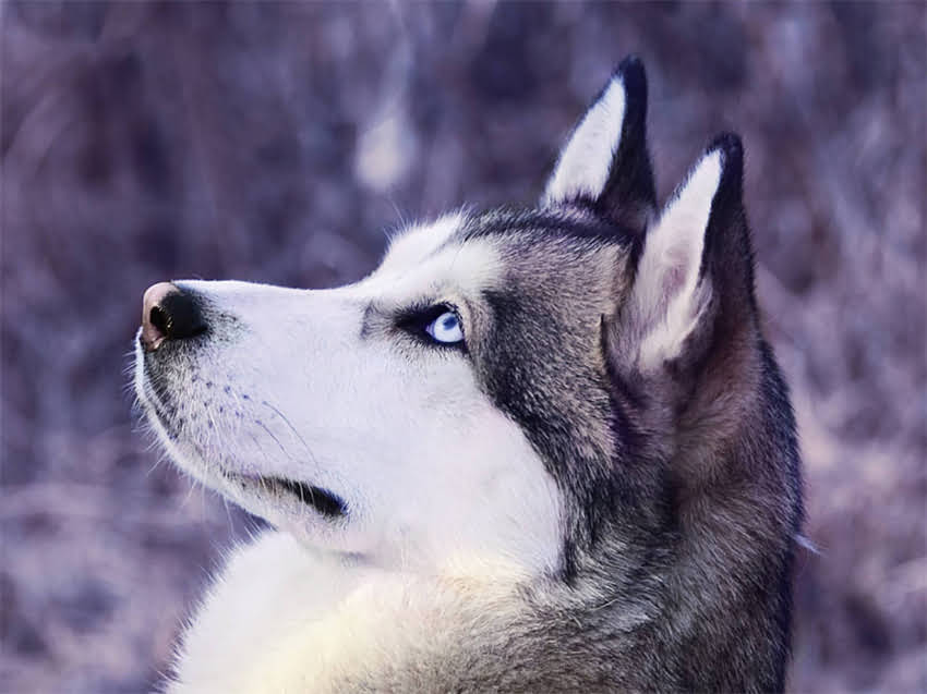 图片 小猫钻床底怎么办？5大科学方法+3个实用道具，彻底解决猫咪钻床底难题.jpg