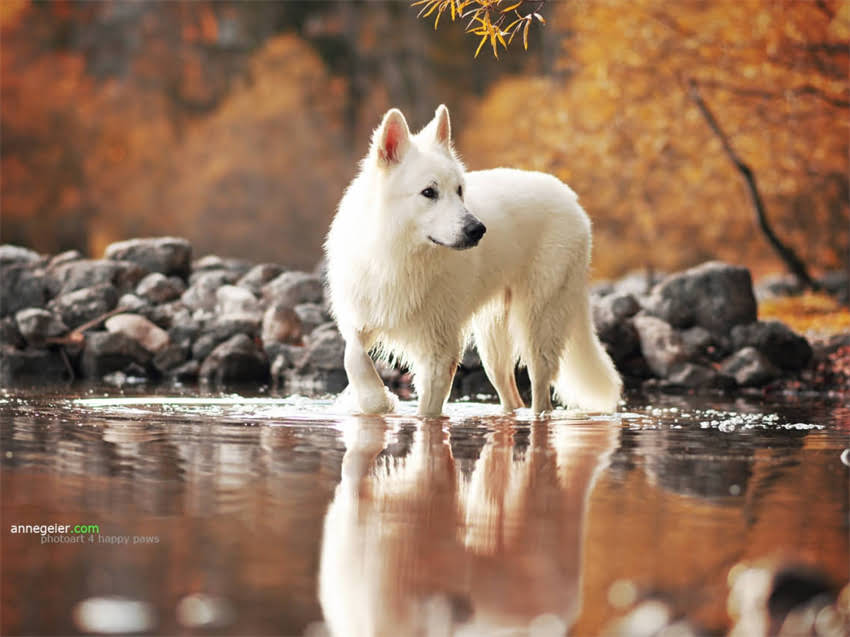 图片 小猫钻床底怎么办？5大科学方法+3个实用道具，彻底解决猫咪钻床底难题2.jpg