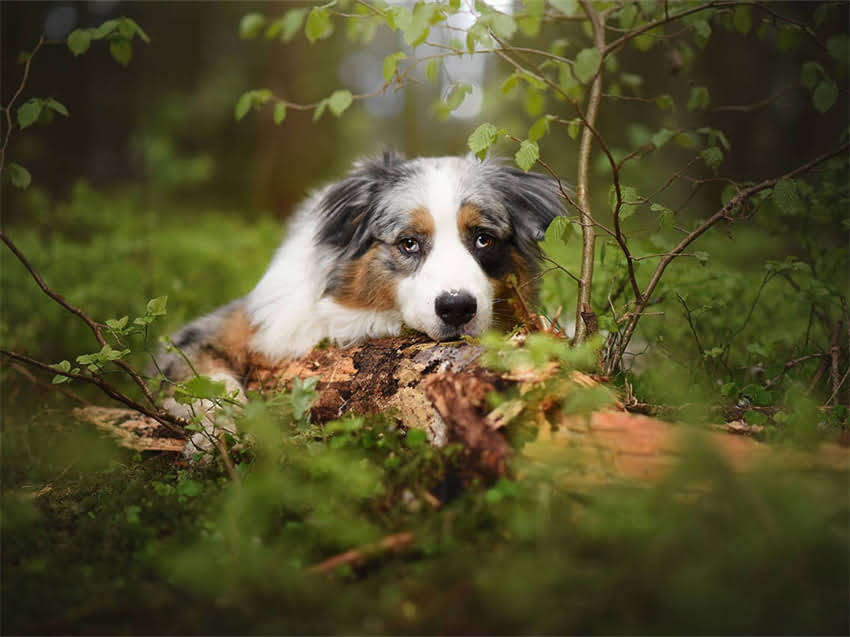 图片 小猫驱虫疫苗费用全：费用明细+避坑指南（附价格表）.jpg