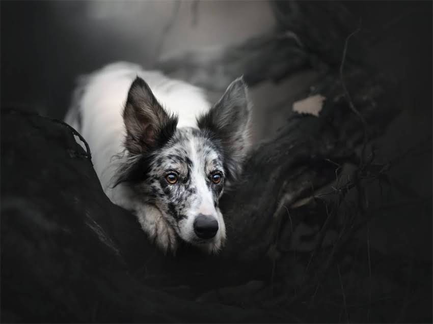 图片 小猫驱虫疫苗费用全：费用明细+避坑指南（附价格表）1.jpg