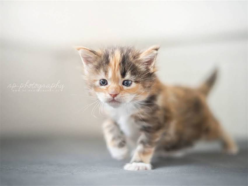 图片 小金毛每天吃多少狗粮？5大关键因素+科学喂养指南（附每日食量表）.jpg