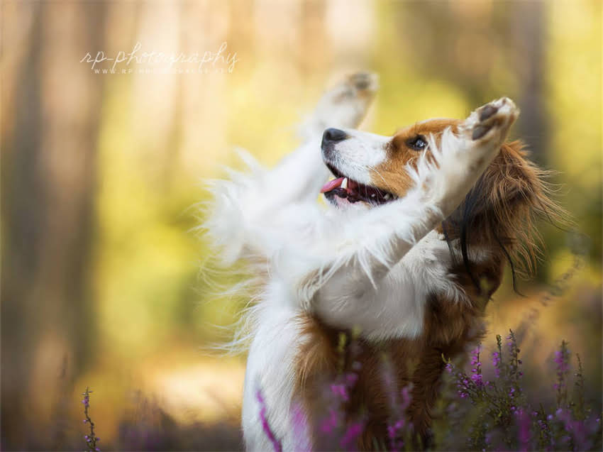 图片 小金毛每天吃多少狗粮？5大关键因素+科学喂养指南（附每日食量表）1.jpg