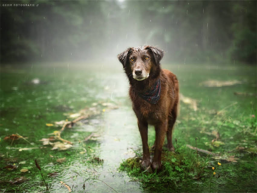 图片 小金毛狗粮泡法终极指南：正确泡湿技巧与注意事项（附详细教程）.jpg