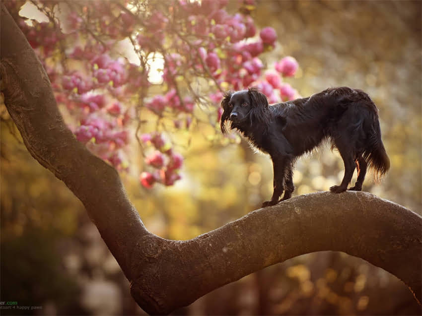 图片 小金毛狗粮泡法终极指南：正确泡湿技巧与注意事项（附详细教程）1.jpg