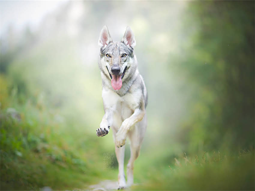 图片 小金毛狗粮泡法终极指南：正确泡湿技巧与注意事项（附详细教程）2.jpg