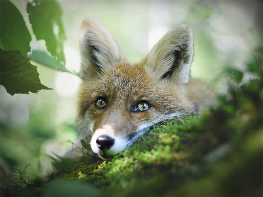 图片 小阿拉斯加犬梳毛全攻略：如何正确护理换毛期毛发及日常养护技巧.jpg