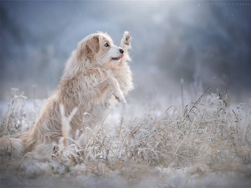 图片 小阿拉斯加犬梳毛全攻略：如何正确护理换毛期毛发及日常养护技巧1.jpg