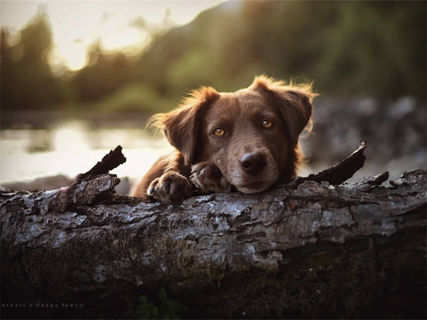 图片 小阿拉斯加犬梳毛全攻略：如何正确护理换毛期毛发及日常养护技巧2.jpg