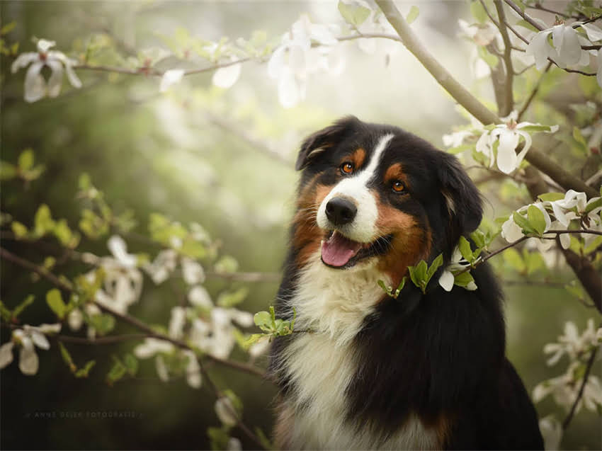 图片 小雪纳瑞爱咬东西怎么办？专业训练指南+常见原因（附日常管理技巧）1.jpg