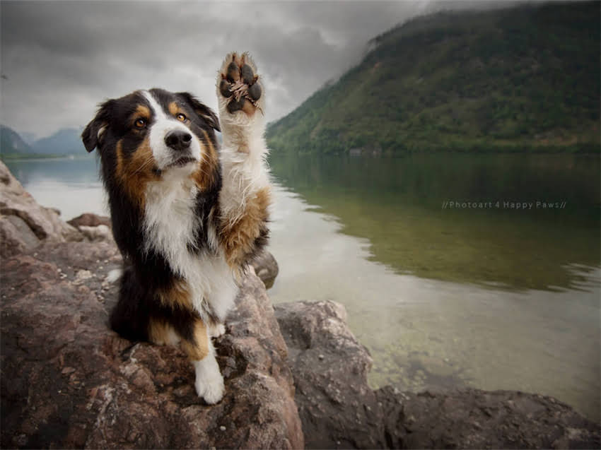 图片 小鹿犬vs吉娃娃：品种对比与饲养指南（附选购建议）1.jpg