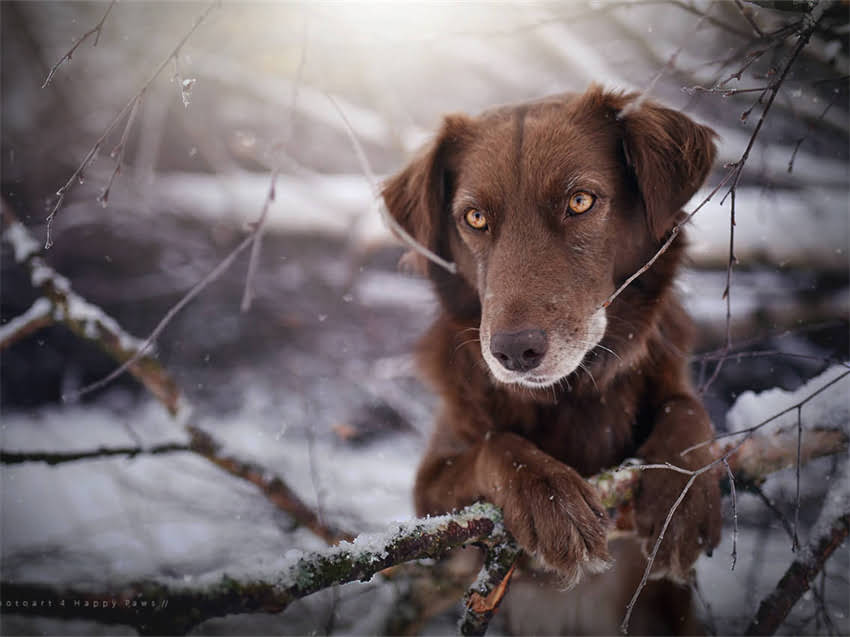 图片 小鹿犬vs吉娃娃：品种特征、饲养指南与常见误区全1.jpg