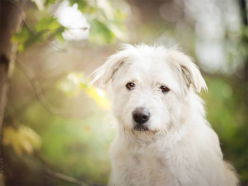 图片 小鹿犬vs吉娃娃：品种特征、饲养指南与常见误区全2.jpg