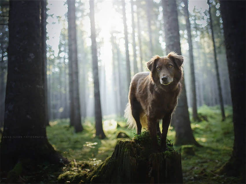 图片 小鹿犬不吃狗粮怎么办？7天见效的解决方案+科学喂养指南（附食谱）.jpg