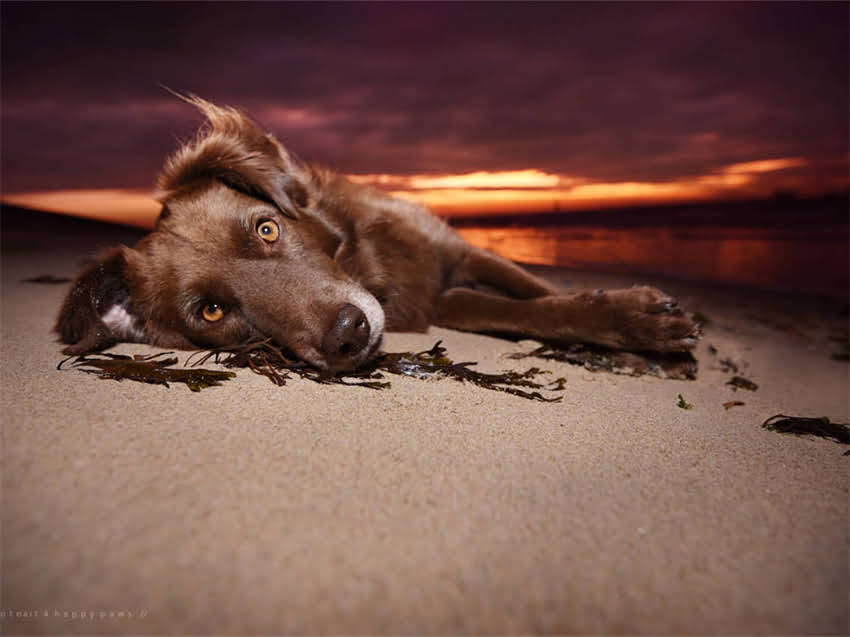 图片 山东地区哪里能买到纯种猫？最新推荐：正规猫舍、品种保障及注意事项全指南1.jpg