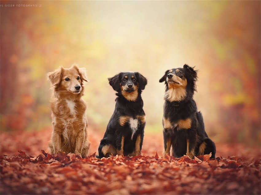 图片 山东纯种杜高犬舍健康血统保障+全程售后无忧的优质犬舍选择指南.jpg