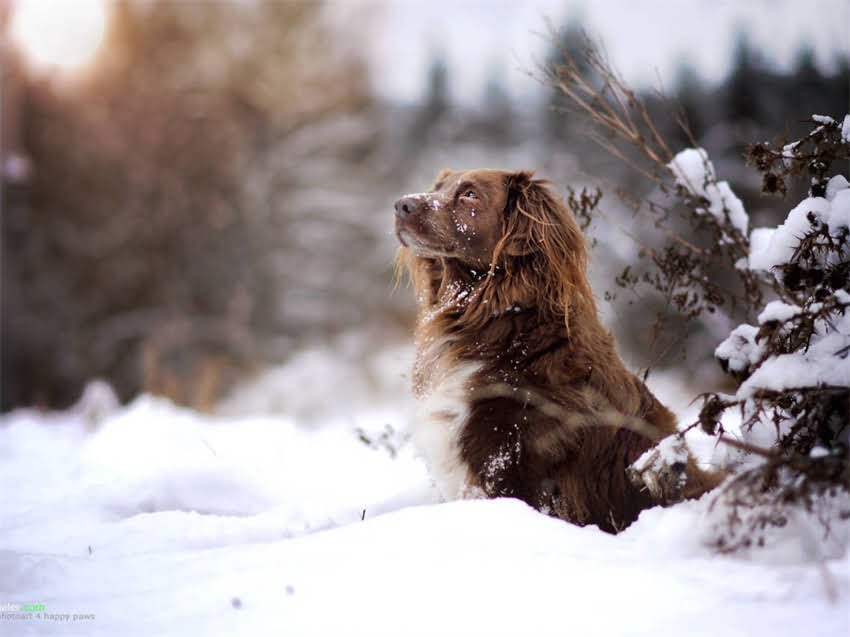 图片 山东纯种杜高犬舍健康血统保障+全程售后无忧的优质犬舍选择指南1.jpg