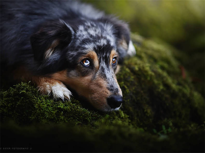 图片 山东纯种杜高犬舍健康血统保障+全程售后无忧的优质犬舍选择指南2.jpg