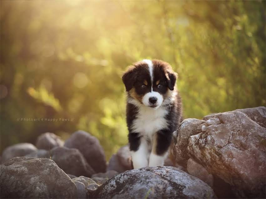 图片 岳池金毛寻回犬领养全攻略：流程、注意事项及救助机构推荐.jpg