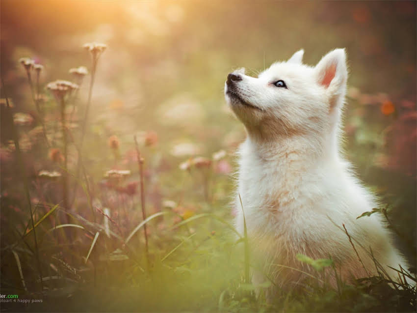 图片 岳池金毛寻回犬领养全攻略：流程、注意事项及救助机构推荐1.jpg