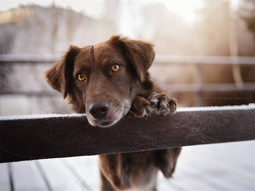 图片 岳池金毛寻回犬领养全攻略：流程、注意事项及救助机构推荐2.jpg