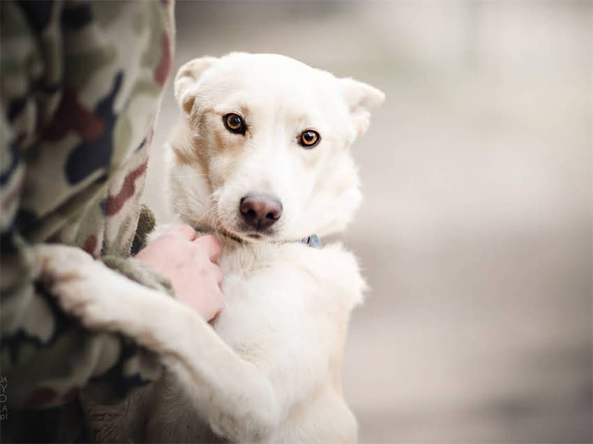 图片 巧克力对犬类健康的危害及科学应对指南.jpg