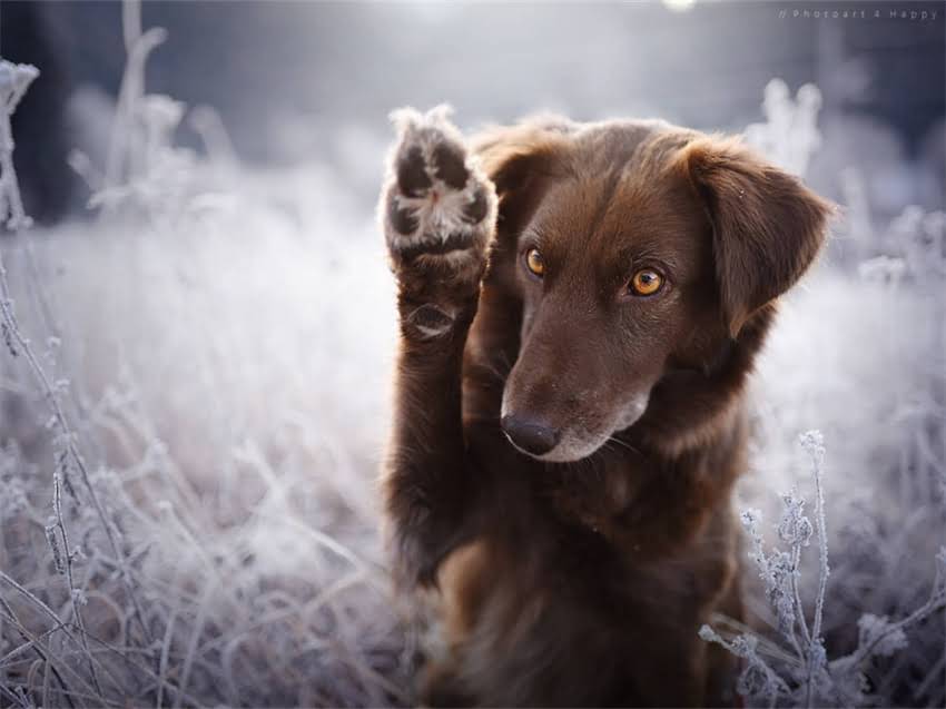 图片 巧克力色贵宾犬饲养全攻略：品种特点、培育技巧与训练指南（附高清图片）.jpg