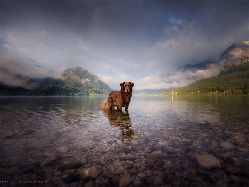 图片 巨型双色贵宾犬多少钱？全价格区间与饲养指南.jpg