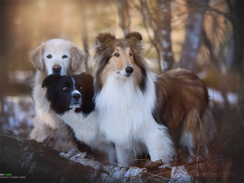 图片 巨型双色贵宾犬多少钱？全价格区间与饲养指南2.jpg