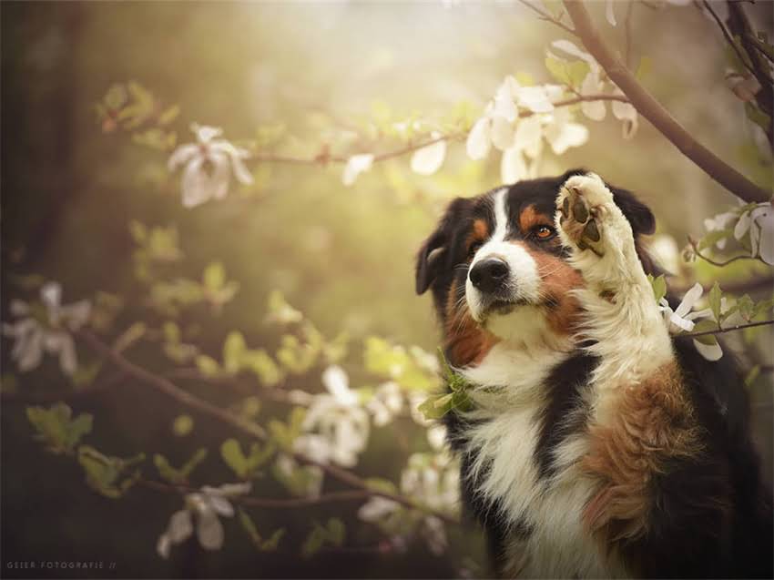 图片 巨型桃脸阿拉斯加犬品种全：特点、饲养指南与选购建议2.jpg