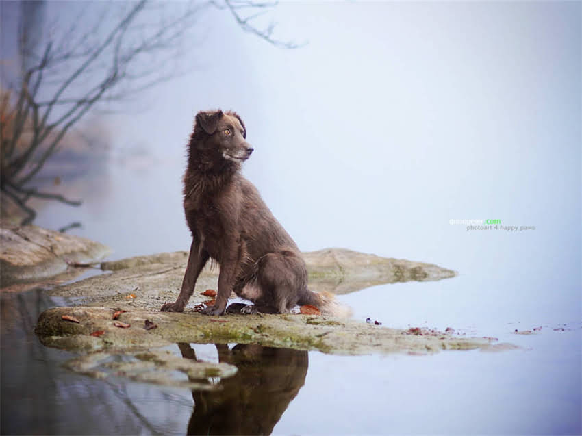图片 巨型贵宾犬VS古牧：十大相似与差异全！如何辨别工作犬与观赏犬？1.jpg