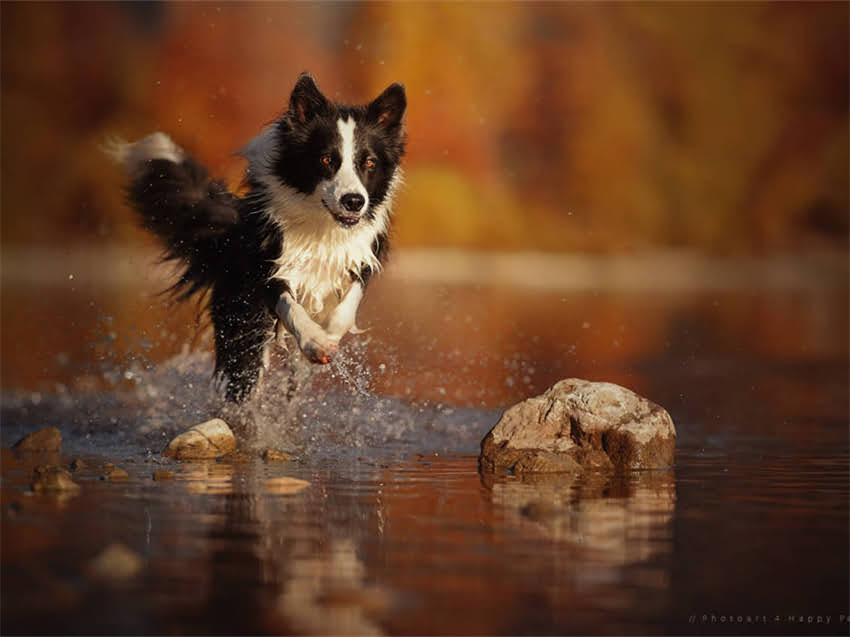 图片 巨型贵宾犬多少钱一只？最新价格表+选购指南（附品种特点与饲养建议）.jpg