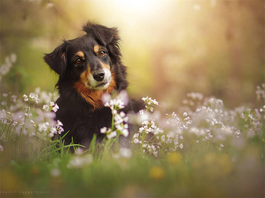 图片 巨型贵宾犬多少钱一只？最新价格表+选购指南（附品种特点与饲养建议）1.jpg